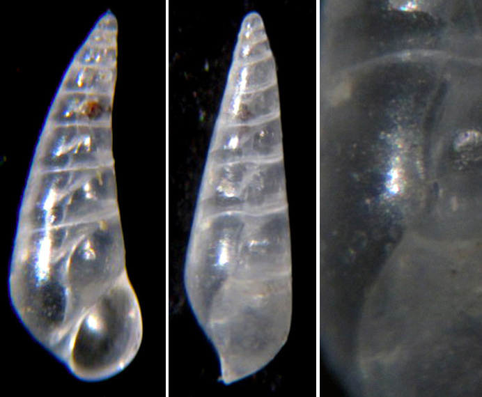 Eulimidae 1